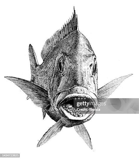448 Fish Front View High Res Illustrations .